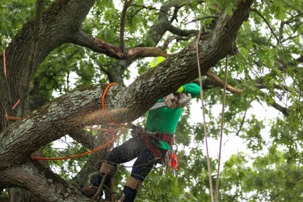 How Our Tree Care Process Works  in  Durham, OR